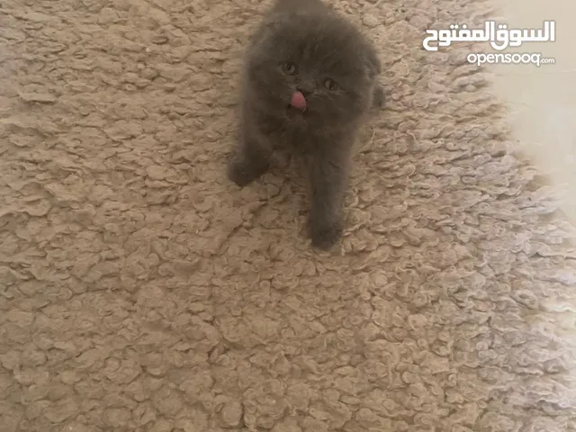 Scottish fold female