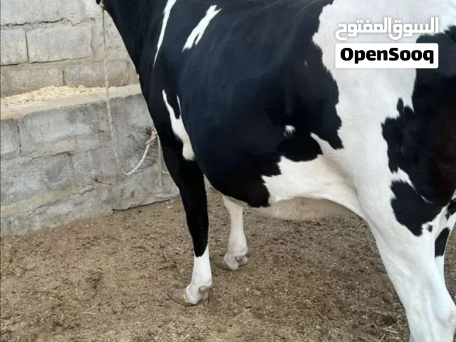 متاح هايشه استراليه نوعيه زينه السعر مناسب  الشراي ايخابرني