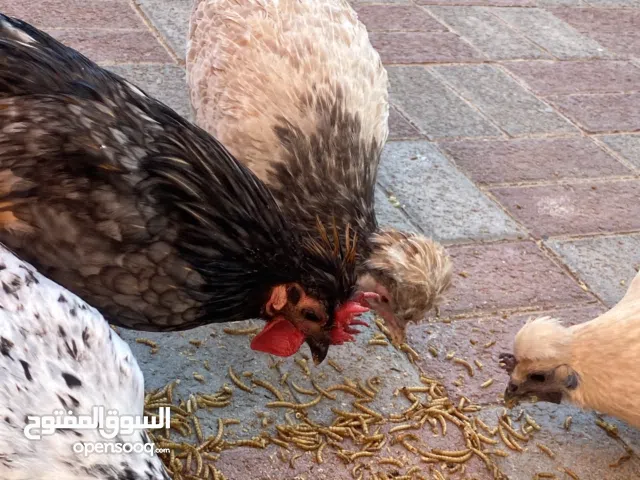 دجاج حبحب كويتي جينات اصليه