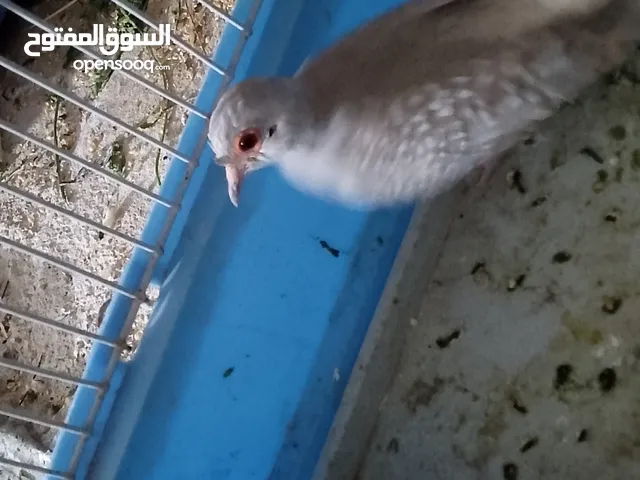 البيع طيره حمام ماسه صحه ونضافه جاهز