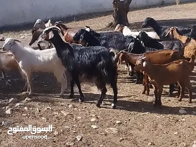 مطلوب غنم او ماعز للبيع العدد 50 والخلاص بالعام مع ضمان للبائع كنبياله واعتراف بدين