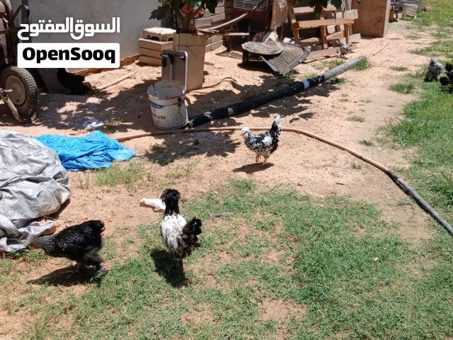دجاج للبيع اقراء الوصف