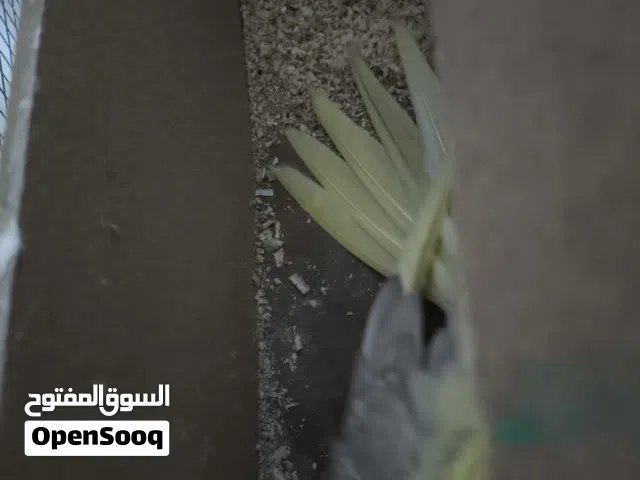 زوج كوكتيل  بزارات