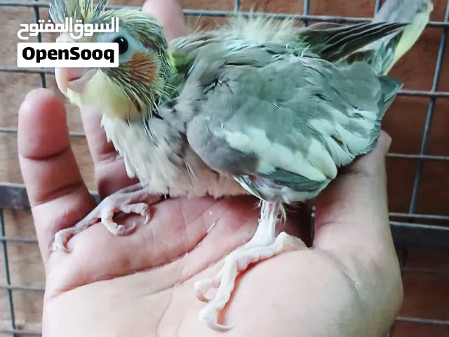 للبيع فرخ كوكتيل وايت فيس التفاصيل تحت في الوصف