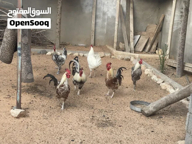 فراريج للبيع