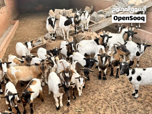 ماعز كردي البيع بالجمله