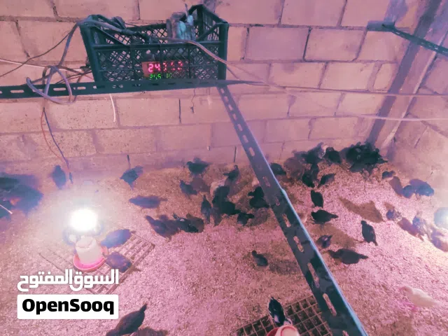 صوص بلدي للبيع عمر شهر