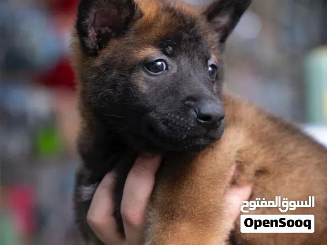 لاصحاب الفلل والمزارع والمصانع جراء للحراسه درايف عالي