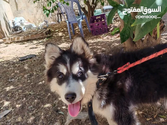 هاسكي عمر من 4الى5 شهور قابل للتفاوض بشيء بسيط