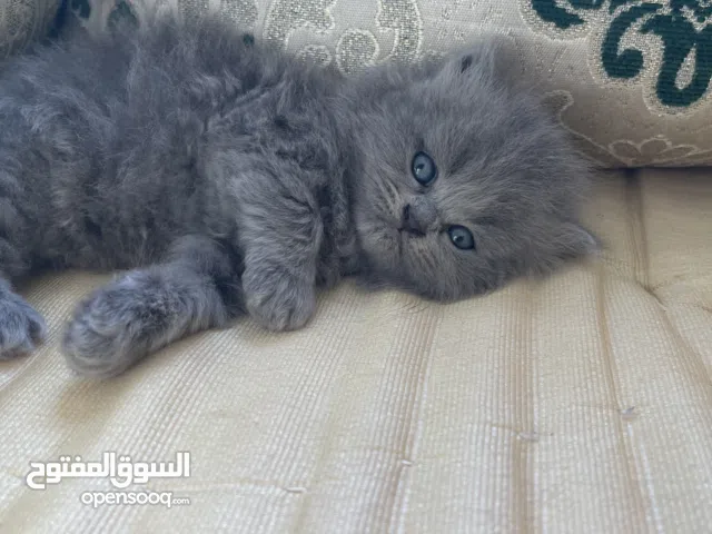 قطط شيرازية للبيع