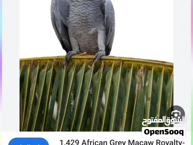 مطلوب افراخ كاسكو