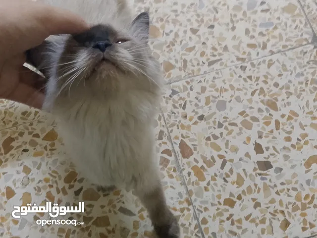 قطه نوع هملايه للبيع قطه ليفه جدا وعيونه لون زرقاء جميله عمره 9 اشهر ملقحه