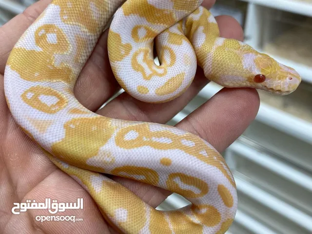 Albino Python ball snakes for sale.