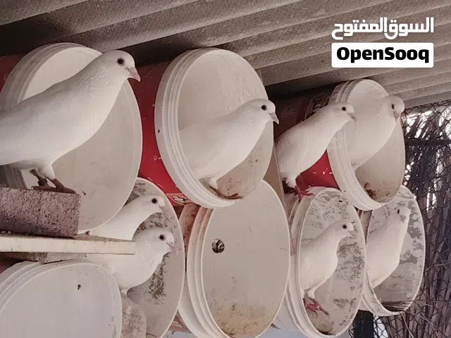 حمام فرنسي لاحم بيور بصحة ممتازة سعر الطير الواحد  5 ريال وعدد الكل 10 طيور مكس اناث وذكور عالوصف