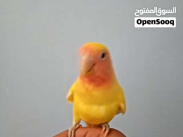 للبيع روز أليف جدا جدا أهم شي قرأ الوصف يوجد فيديوهات تعال خاص وفالك الطيبه أهم شي الوصف
