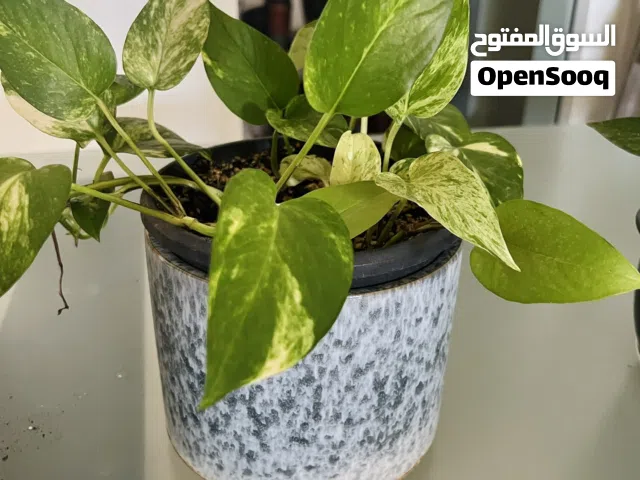 Indoor and outdoor plants and decorations items .