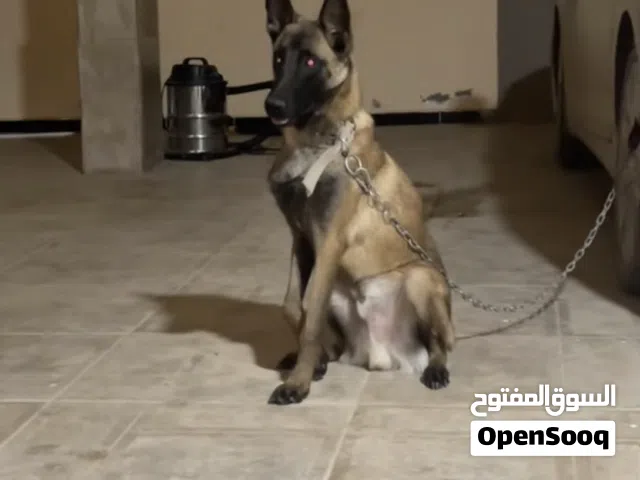 كلب مين واه للبيع