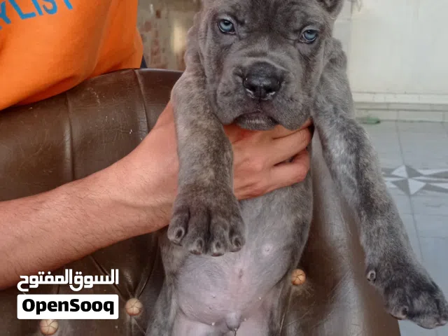 جراء كانى كورسو ابطال عمر 47يوم اهالى ابطال الاب بالبيدجاعين رى والميكروشيب والام مستوى فوق المتميز