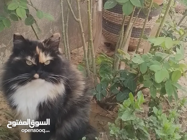 قطة شيرازي أنثى العمر عام ونص