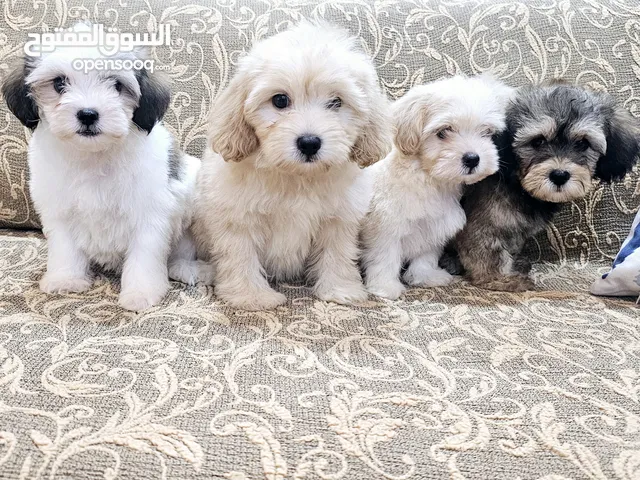 maltipoo مالتيبو