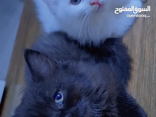 للبيع قطط مكس من أم شيرازية بيور و أب تركي انغورا