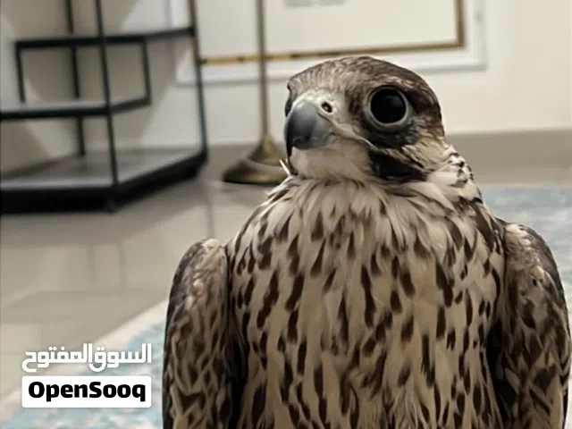 للبيع شاهين على السوم