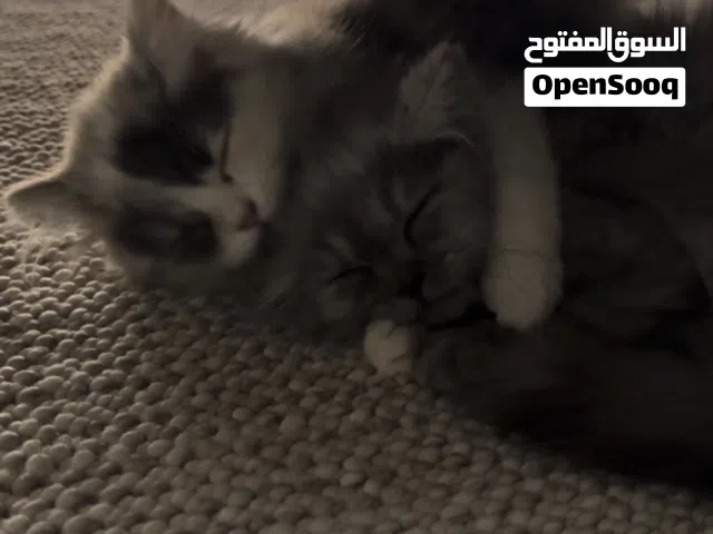 بيع قطتين كتين ، اعمارهم شهرين