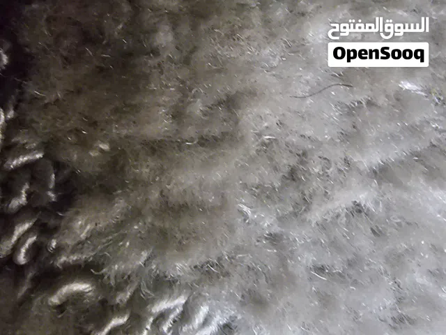ديوك الوهمان البزره الاصليه