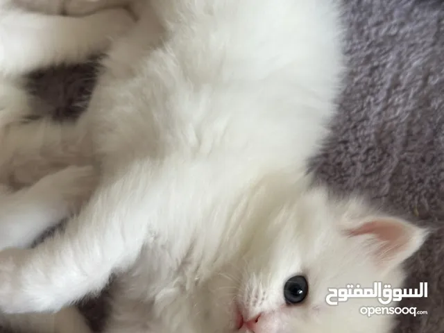 قط ذكر صغير ابيض جميل
