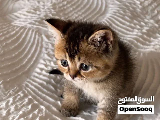 للبيع قطط سكوتش فولد
