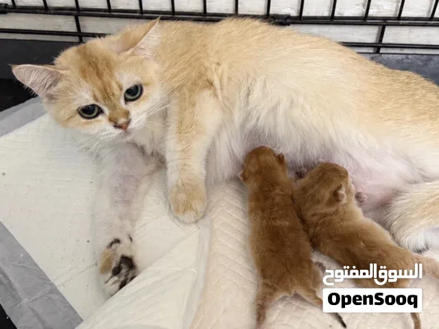 British short hair ny12 female and two kittens