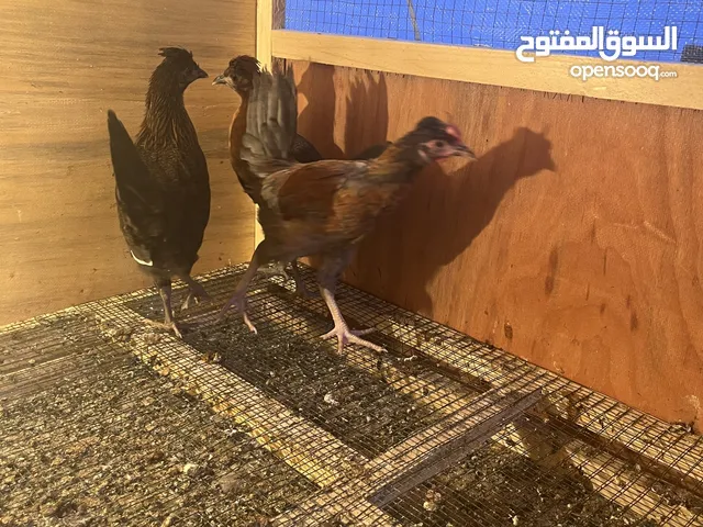 دجاج ترثه الافرك ديج+ دجاجات ثنين من محصار ابو محمد زبيدي التك 25