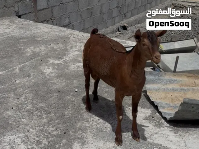 نوادر صلالي