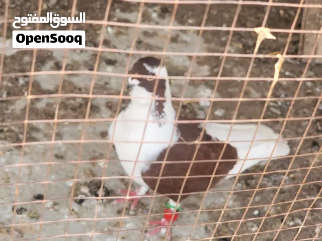 خم حمام للبيع مع فراخهن وبيضهن
