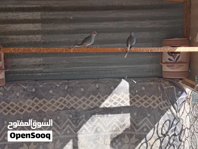 يوجد لدينا طيور للبيع يمامه زوج واحد 9ريال وفي زوج أرانب 12ريال أنثى عشار