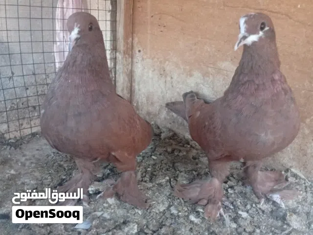 طيور بغداديات