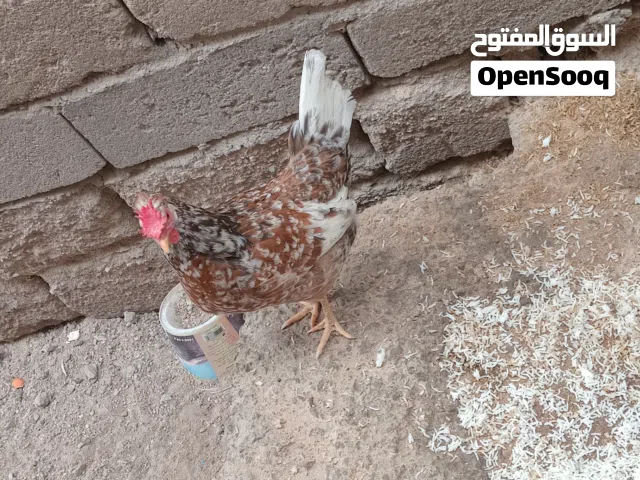 ثلاث دجاجات كويتيات افرگ للبيع