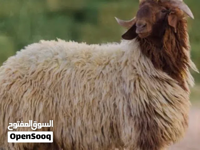 قصاب متنقل تحت الطلب