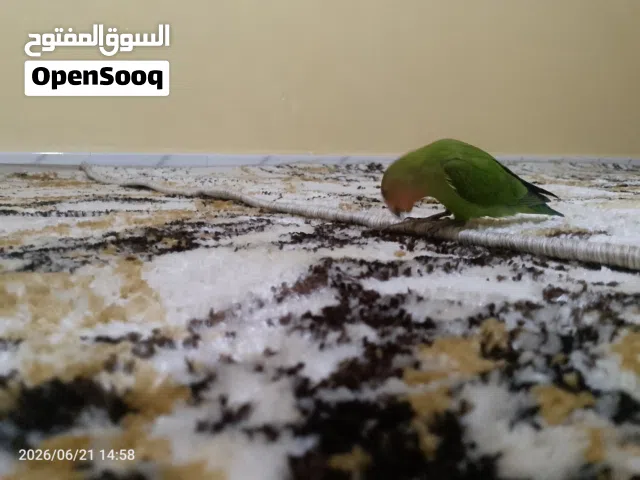 عصفور زينا النوع روز ربي يبارك مروض ترويض تام
