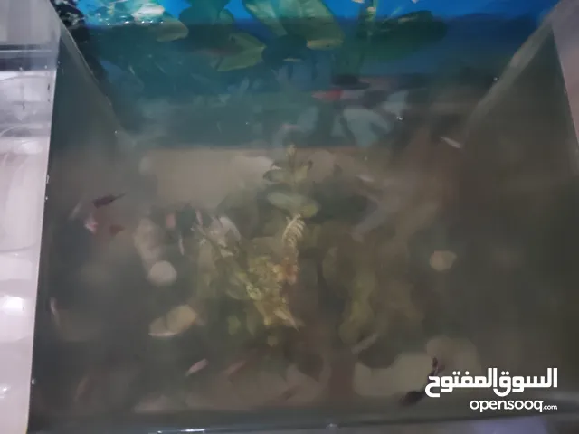سمك 30 ما شاء الله تبارك الرحمن حبه للبيع بسعر مغري جداً 60 الف