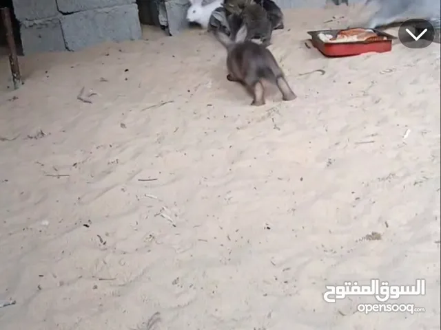 أرنب جنس اسدي العمر مخلط شهرين واربع شهور