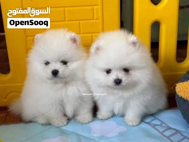 بوميرانيان الجميلة لأي استفسارات راسلني على الخاص.. شكرا لك