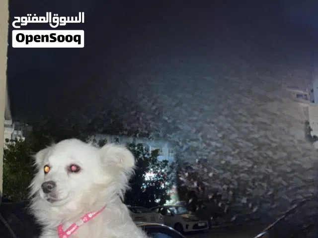 كلب خليط بين سبيتزر الألماني و بنميرانيان للبيع