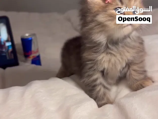 قطط شيرازي للبيع