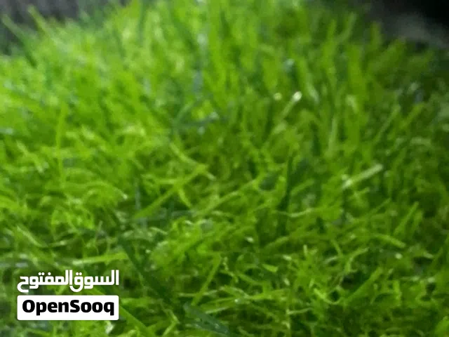 عشب صناعي ترتان