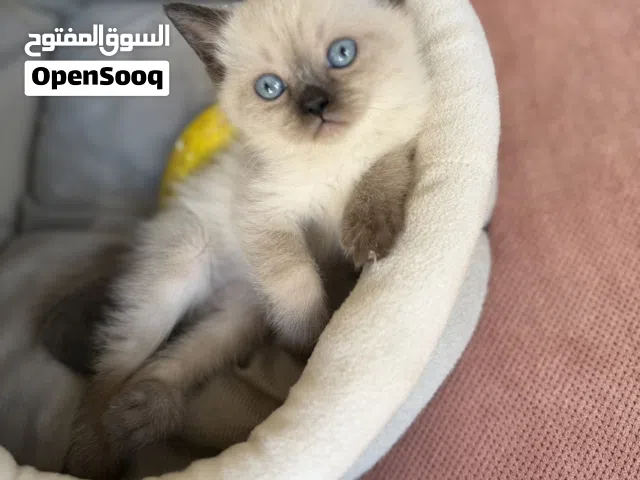 سيامي مكس شانشيلا