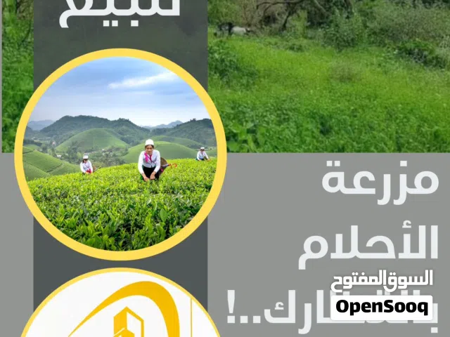 للبيع مزرعة مميزة في أبين – زنجبار