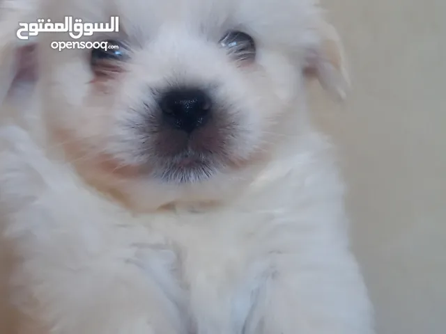 ذكر مالتيز