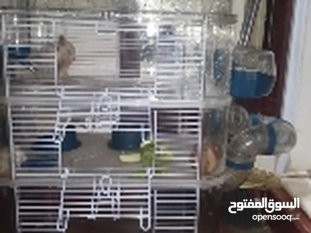 4 hamster with cage