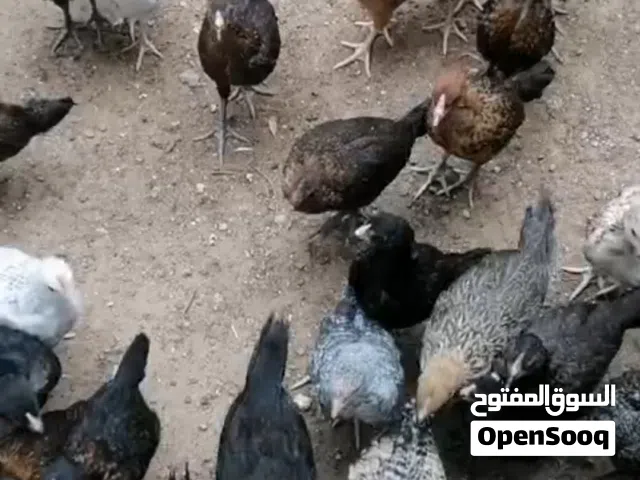موجود 67 حبه صوص بلدي نخب  ماخذ جميع المطاعيم...العمر شهرين ونص